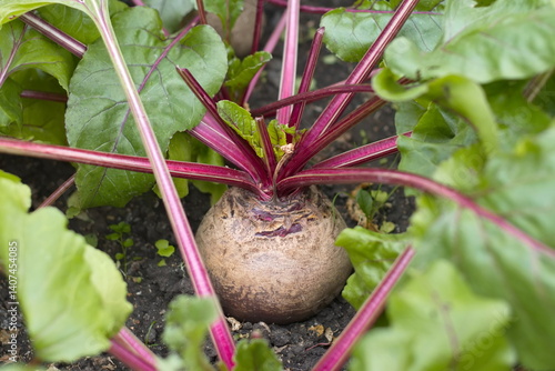 Growing beets. Close-up. Large and ripe beets growing in open ground.