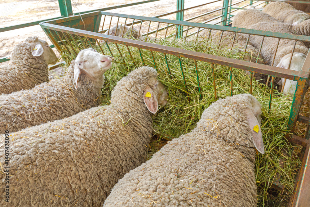 Flock of Sheep in Pen Enclosure at Animal Farm