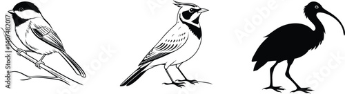 Horned Lark, Vibrant Scarlet Ibis, and Tiny Black-Capped Chickadee in Beautiful Bird Scenes