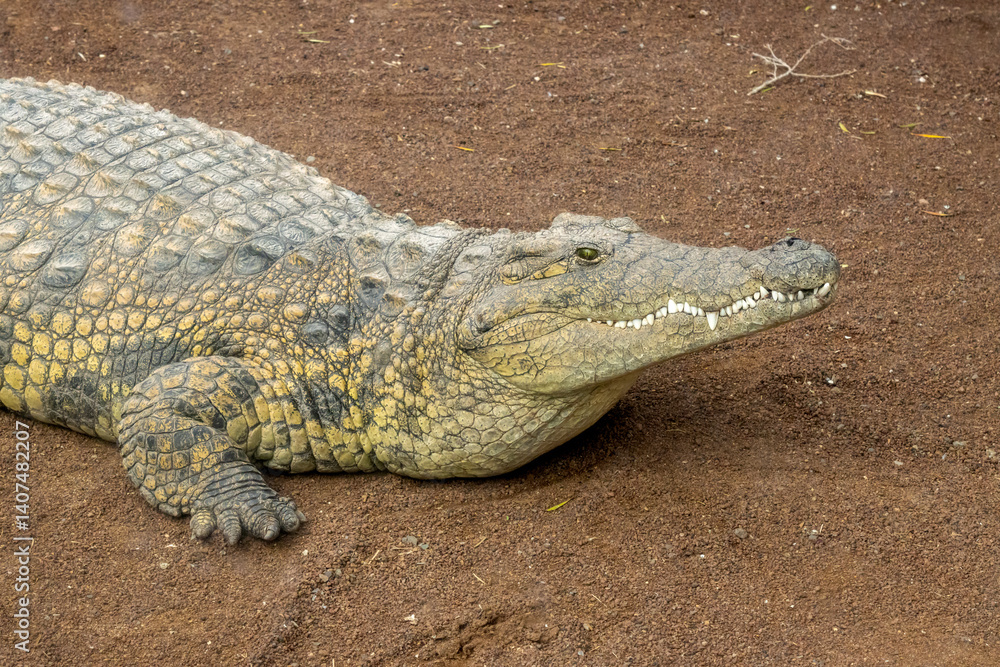 Obraz premium Crocodile in a Rescue center, Aguimes, Gran Canaria