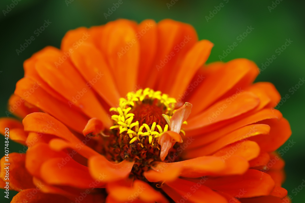 Close-Up of Vibrant Orange Zinnia Blossom with Yellow Center in Full Bloom