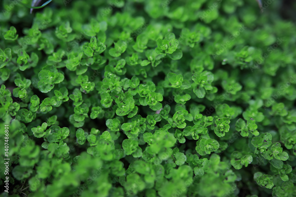 Lush Green Ground Cover Plants in Close-Up Stock Photography Lush Green Ground Cover Plants in Close-Up Stock Photography