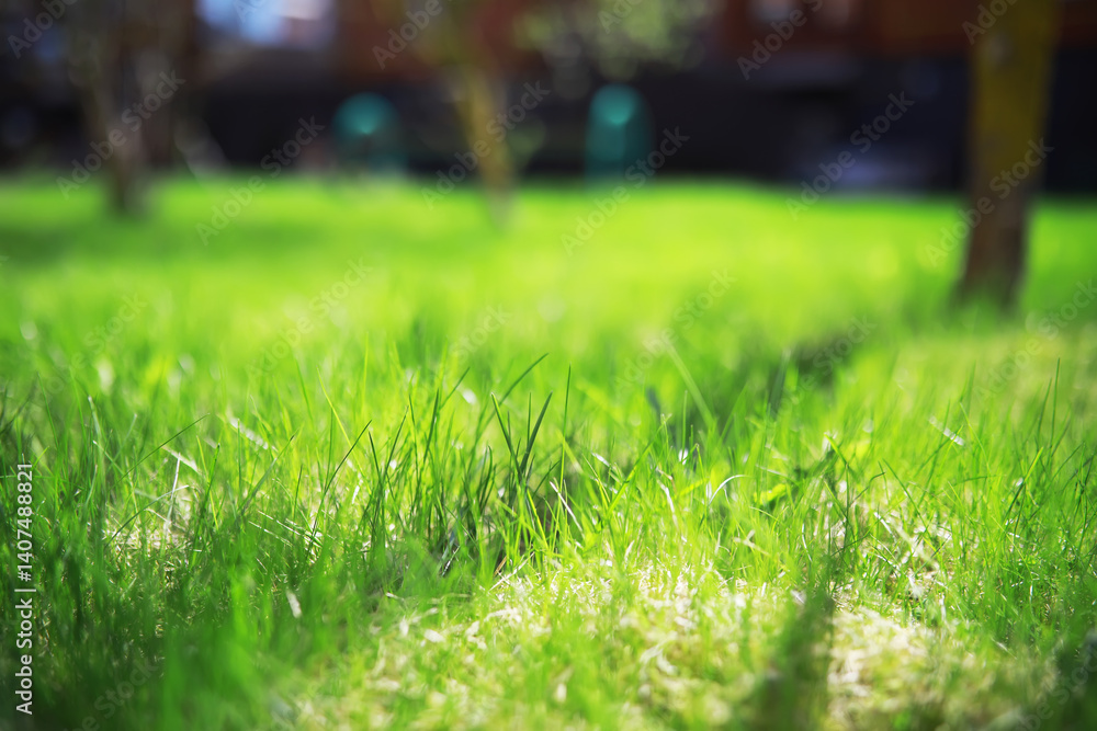 Fototapeta premium Bright Green Grass Field in Sunny Park with Bokeh Background Effect