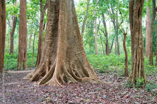 The world's oldest teak plantation, established in 1846 near Nilambur, Kerala, showcasing India's forestry heritage with its historic teak tree and scenic river side. 29 March 2025