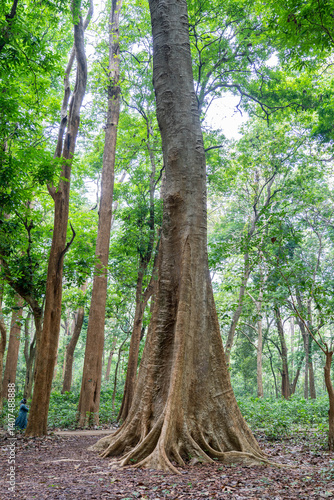 The world's oldest teak plantation, established in 1846 near Nilambur, Kerala, showcasing India's forestry heritage with its historic teak tree and scenic river side. 29 March 2025