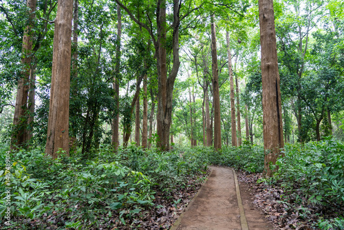 The world's oldest teak plantation, established in 1846 near Nilambur, Kerala, showcasing India's forestry heritage with its historic teak tree and scenic river side. 29 March 2025