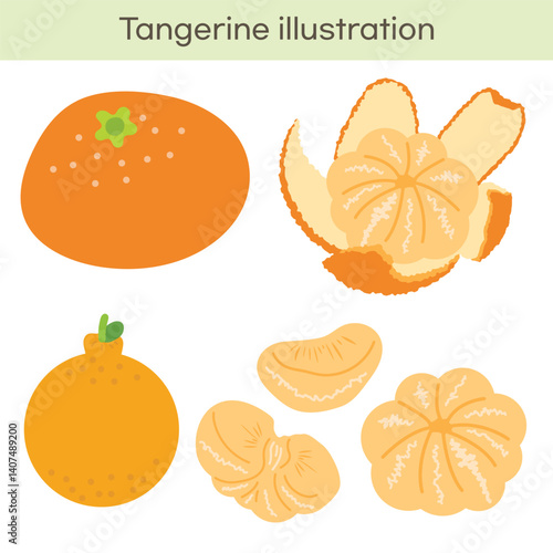 Tangerine mandarin illustration