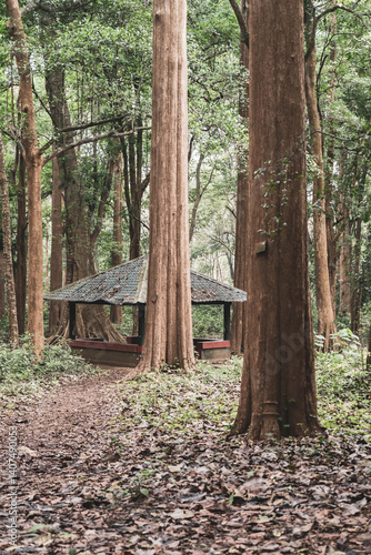 The world's oldest teak plantation, established in 1846 near Nilambur, Kerala, showcasing India's forestry heritage with its historic teak tree and scenic river side. 29 March 2025