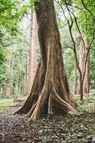 The world's oldest teak plantation, established in 1846 near Nilambur, Kerala, showcasing India's forestry heritage with its historic teak tree and scenic river side. 29 March 2025