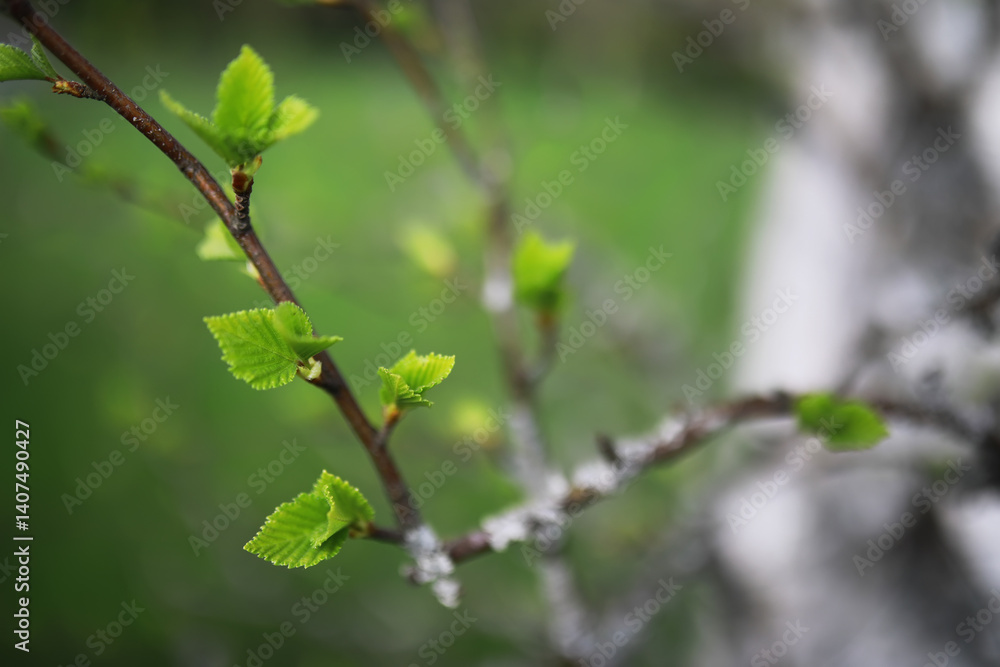 Fresh Spring Leaves - Nature Awakening with New Green Foliage in the Forest Fresh Spring Leaves - Nature Awakening with New Green Foliage in the Forest