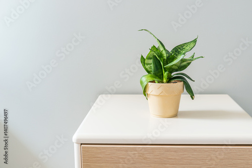 A short leaved tiger's tail plant in an indoor pot