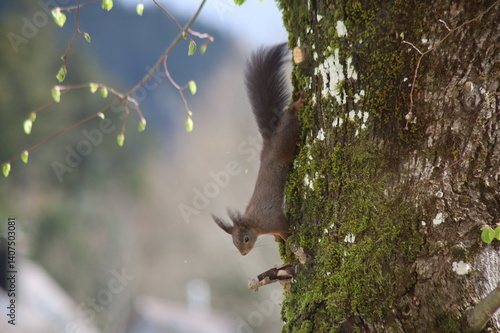 Eichhörnchen klettert Baum hinab
