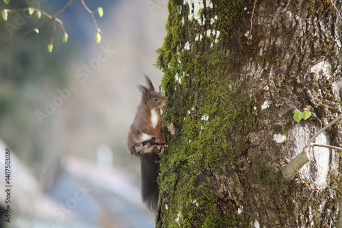 Eichhörnchen macht Pause