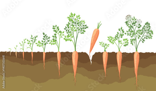 Carrot life cycle in ground, plant growth stages. Growing process of carrot from seeds, sprout to mature taproot. Healthy vegetable food. Vector illustration on white isolated background