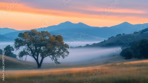 Obraz na płótnie Lone tree standing in misty valley at sunrise with rolling hills w salonie
