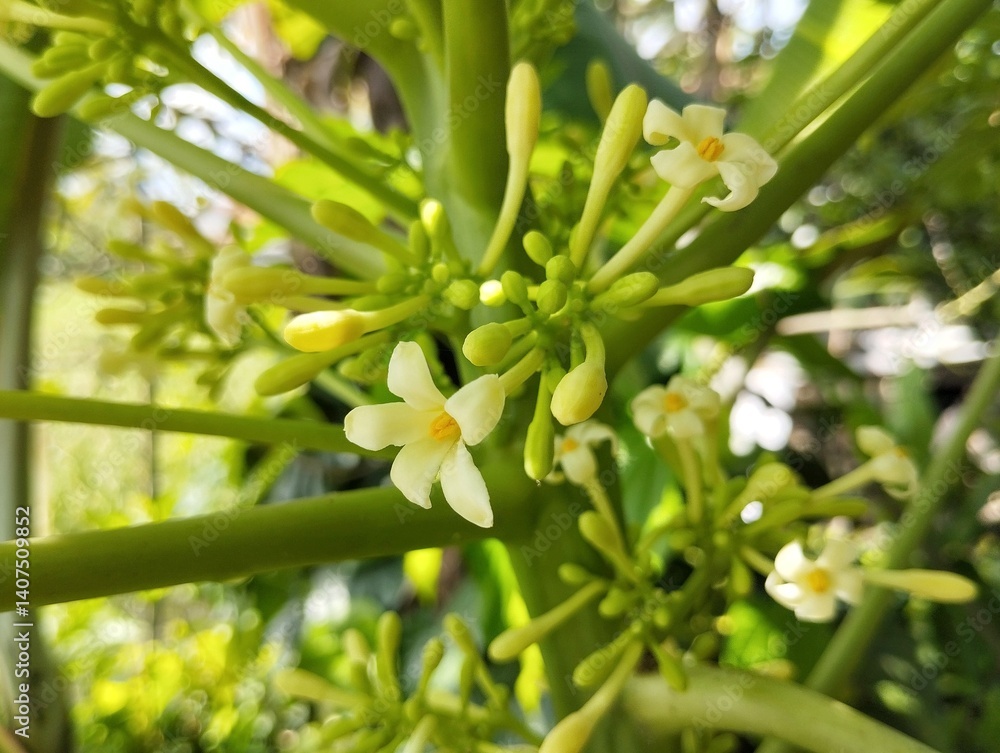 Obraz premium close up of papaya pistil flowers in outdoor garden 