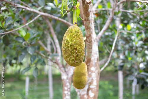 Thai jackfruit is growing on the trunk.