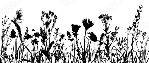 Grass with herbs and wild flowers. Vector isolated silhouette of floral meadow. Horizontal border.