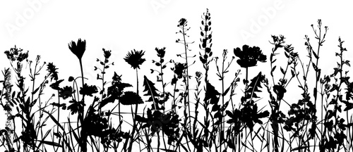 Grass with herbs and wild flowers. Vector isolated silhouette of floral meadow. Horizontal border.