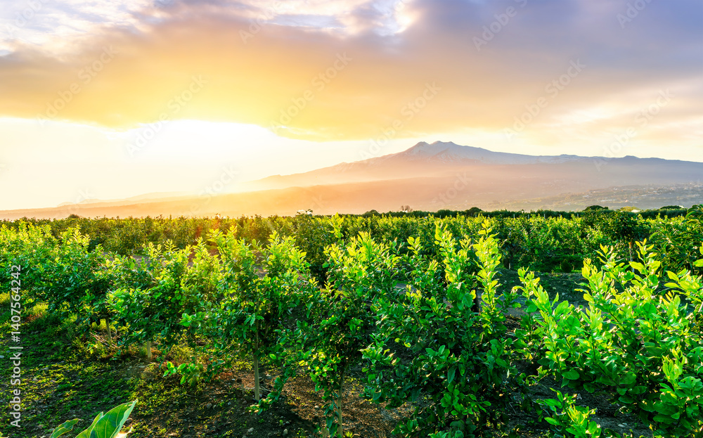 Naklejka premium sunset or sunrise landscape of a green summer garden on a fruit tree plantation with green leaves and amazing cloudy sky above mountains