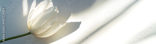 Tulip blooms against a bright, modern background, good for spring concepts