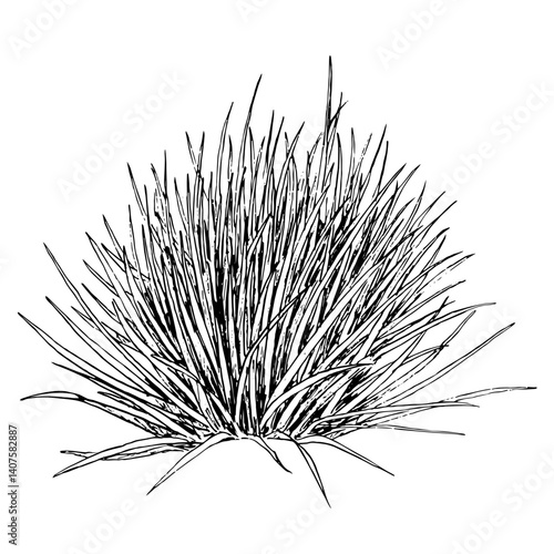 phormium tenax or new zealand flax plant sketch⁠
