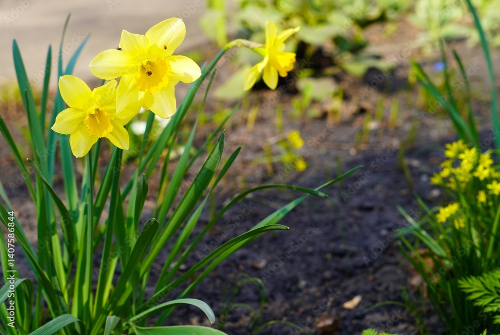 Bright Yellow Daffodils Blooming in a Garden in Spring Bright Yellow Daffodils Blooming in a Garden in Spring
