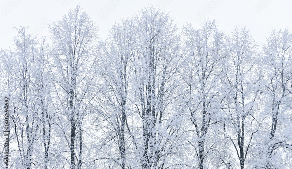 Full Snow covered tall trees in winter light blue nasty day background Full Snow covered tall trees in winter light blue nasty day background