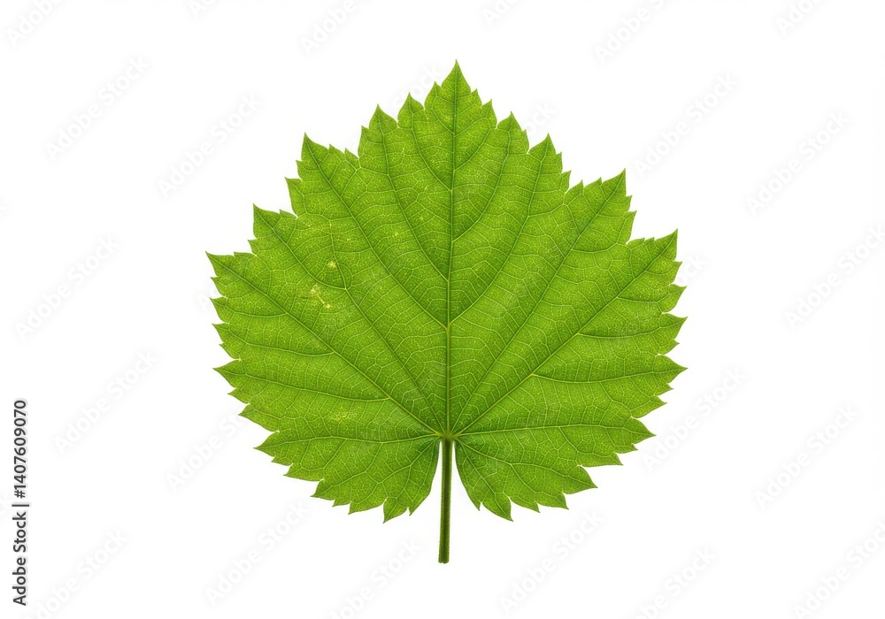 Close up of a vibrant green leaf with serrated edges isolated on a white background studio shot Close up of a vibrant green leaf with serrated edges isolated on a white background studio shot