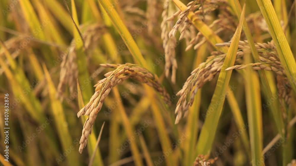 Warm and Soothing Video of Mature Golden Rice Fields. High quality 4k footage Warm and Soothing Video of Mature Golden Rice Fields. High quality 4k footage