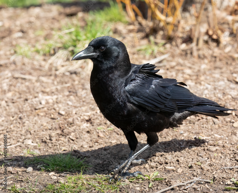 Obraz premium American Crow