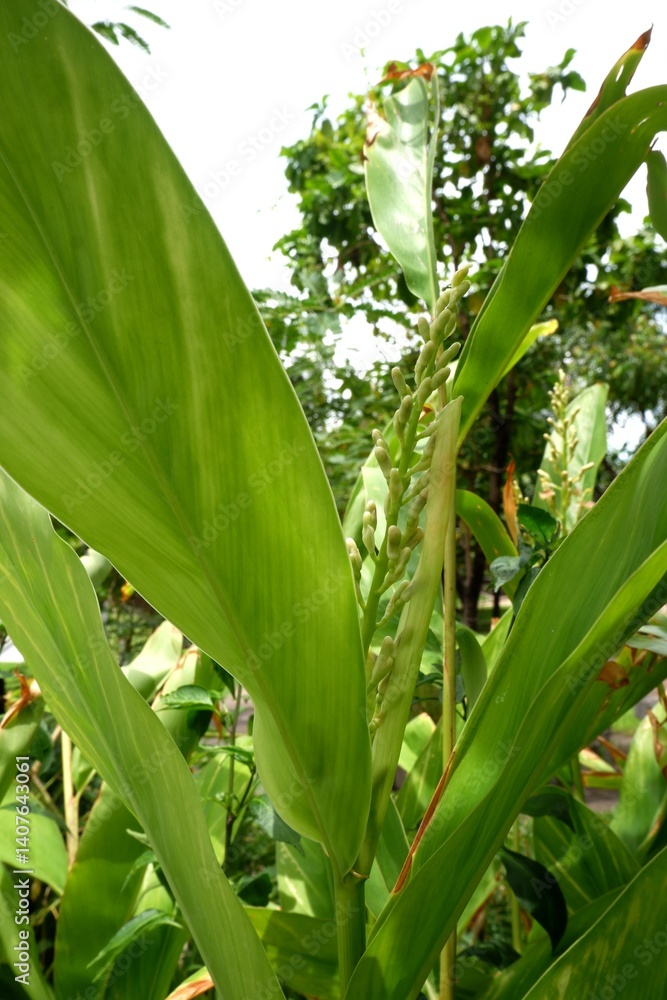 Obraz premium White flowers of Galanga or Greater Galangal