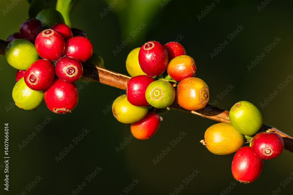 custom made wallpaper toronto digitalClose-up of colorful coffee cherries in different ripening stages on a branch, highlighted by natural sunlight in a coffee plantation.