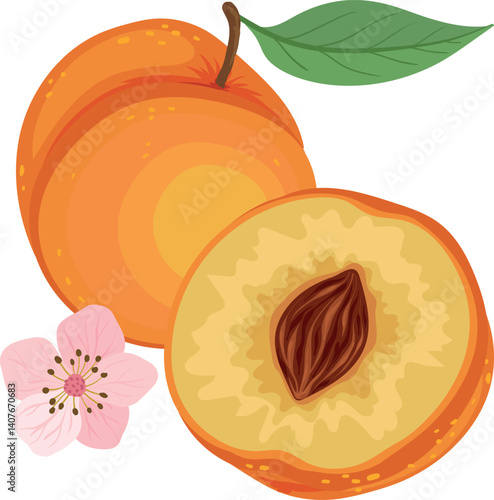 peach tree branch with peach, vector illustration