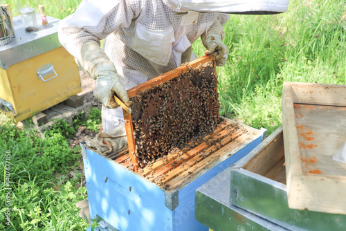 bees - The beekeeper is removing the honeycomb frame from the hive to check the situation. beekeeper working in his apiary