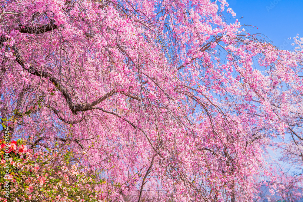京都 原谷苑の桜