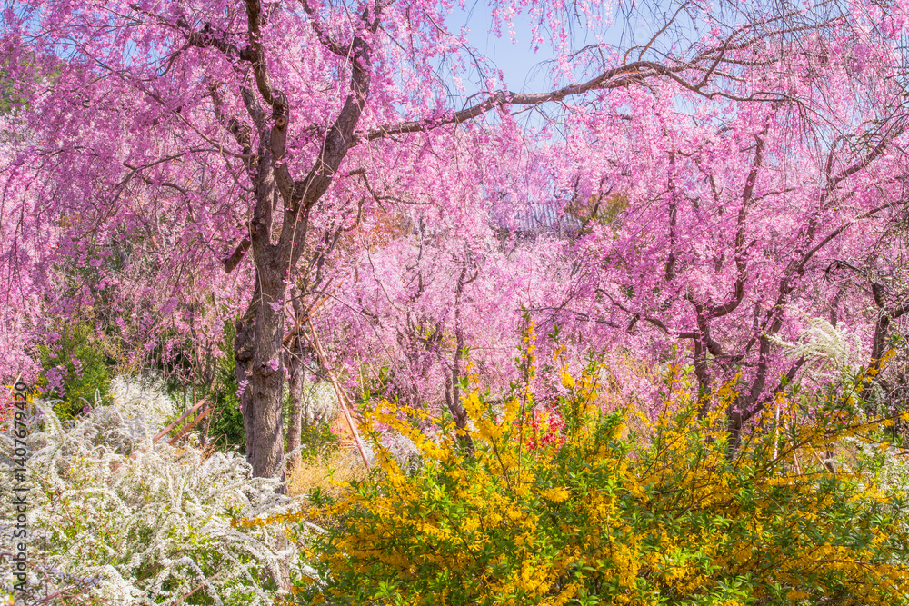 京都 原谷苑の桜
