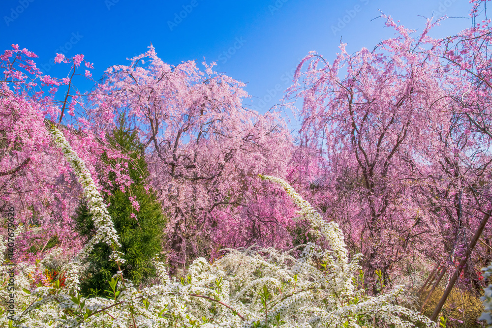 京都 原谷苑の桜