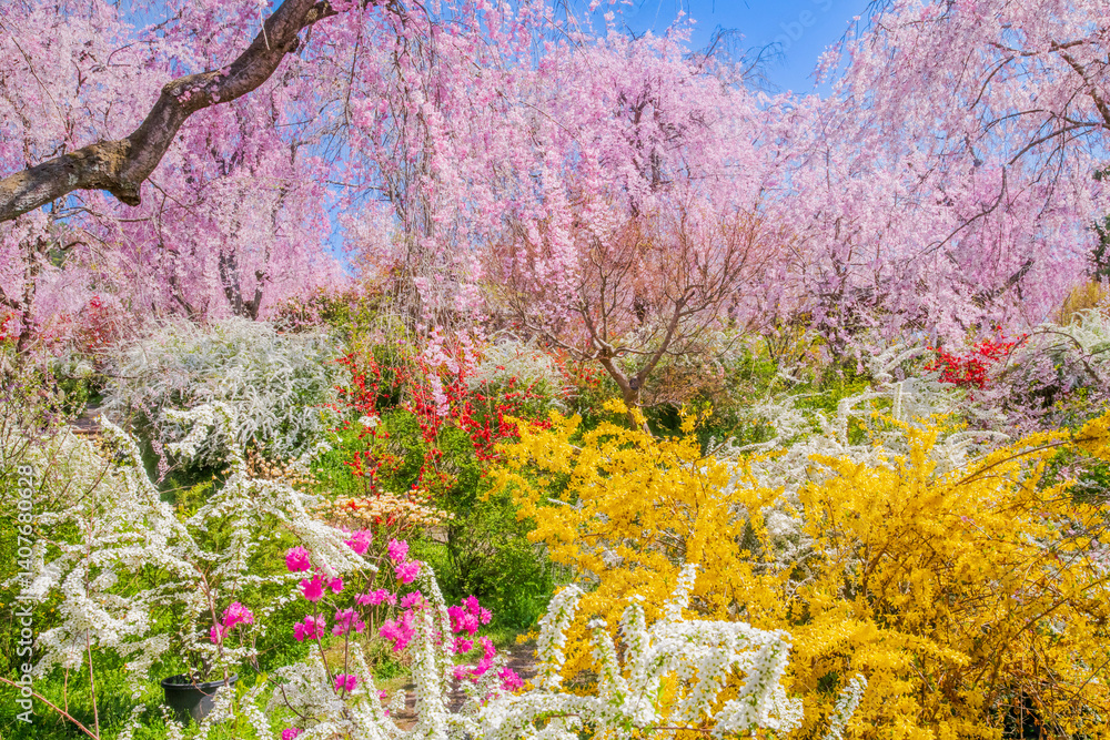 京都 原谷苑の桜