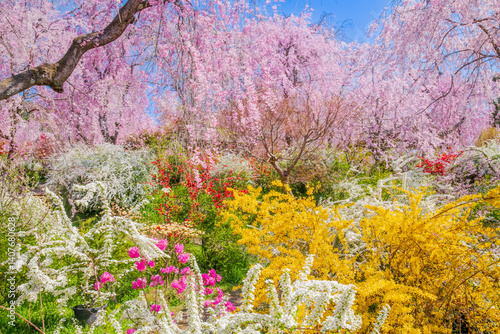 Obraz na płótnie 京都 原谷苑の桜 w salonie