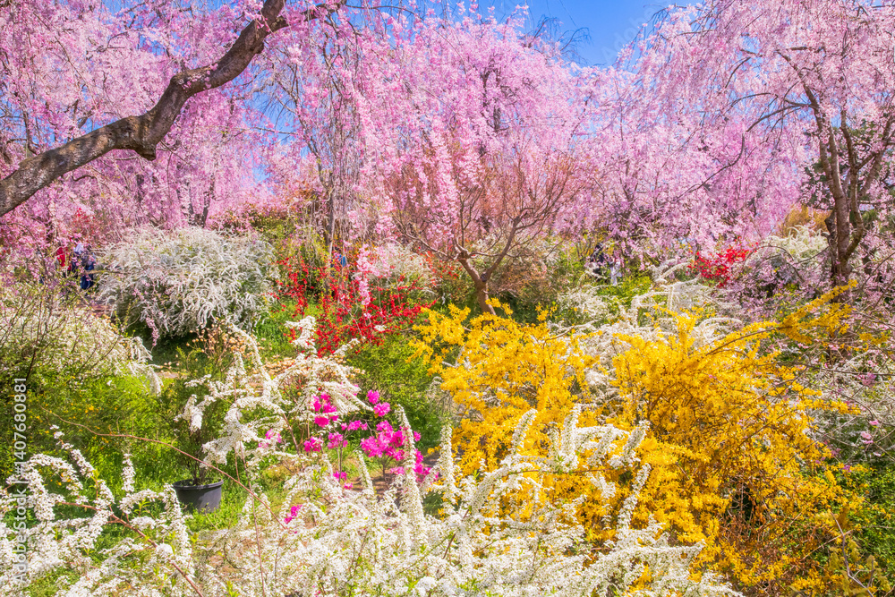 京都 原谷苑の桜
