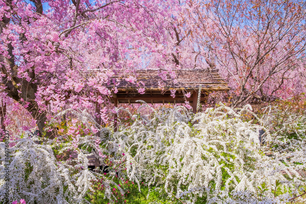 京都 原谷苑の桜