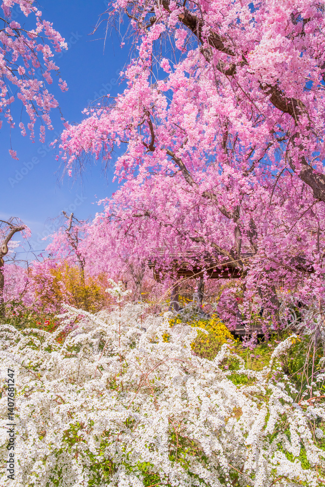 京都 原谷苑の桜
