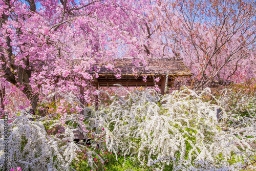 Obraz na płótnie 京都 原谷苑の桜 w salonie