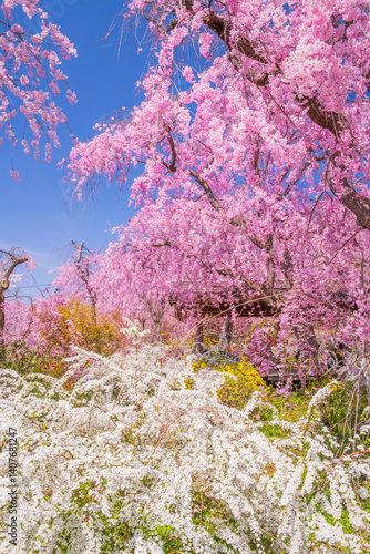 Obraz na płótnie 京都 原谷苑の桜 w salonie