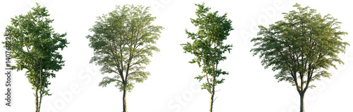 Set of Ostrya virginiana and Hamamelis virginiana frontal set street trees isolated png on a transparent background perfectly cutout