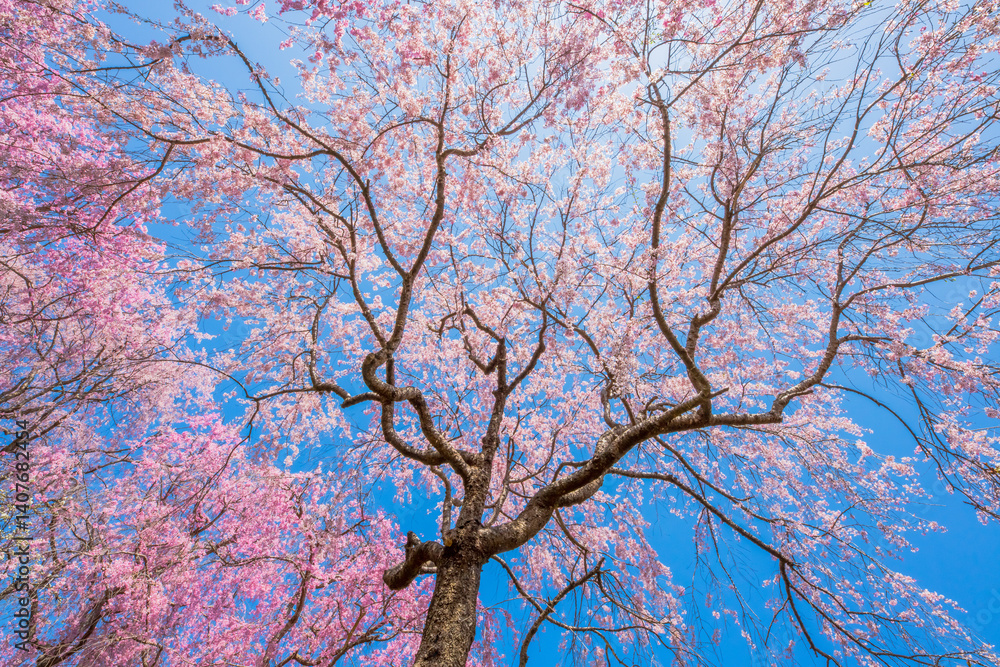 京都 原谷苑の桜
