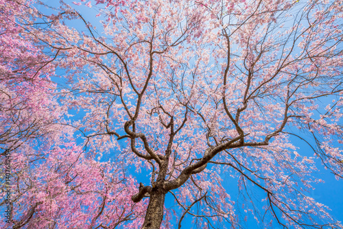 Obraz na płótnie 京都 原谷苑の桜 w salonie