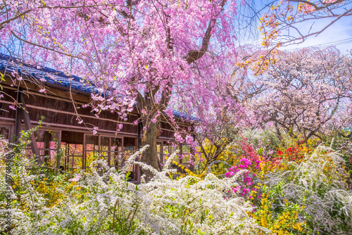 Obraz na płótnie 京都 原谷苑の桜 w salonie