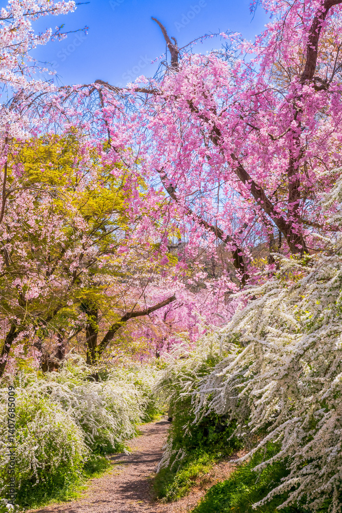 京都 原谷苑の桜